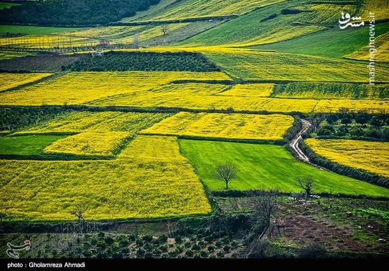 تصاویر زیبا از مزارع کلزا در مازندران