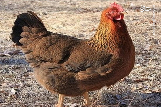 فیلم/ لحظه حیرت انگیز رها کردن هزاران مرغ و خروس از اسارت!