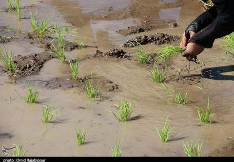 عکس/ نشاکاری برنج در گیلان