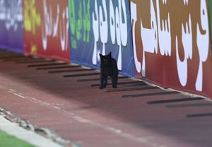 گربه سیاه در ورزشگاه آزادی