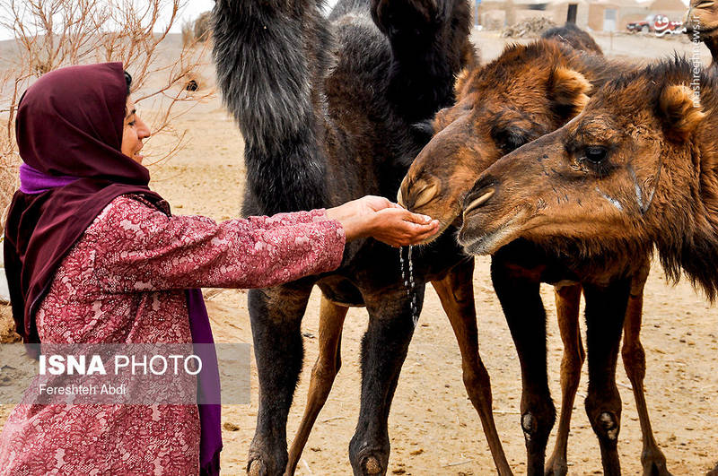 آمنه در کنار خواهر و پدرش برای تامین معاش زندگی به پرورش شتر مشغول هستند.