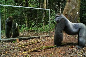 فیلم/ واکنش جالب حیوانات در برابر آینه!