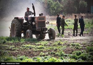 امحای ۶ هکتار سبزی آلوده به فاضلاب در همدان