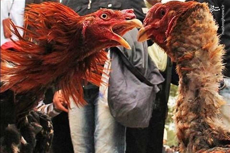 فیلم دنیای عجیب و غریب خروس بازها مشرق نیوز
