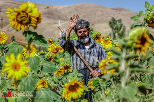 مزارع آفتابگردان - کردستان