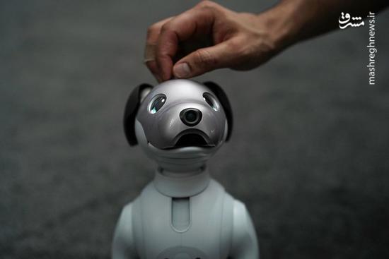 سونی، ربات خانگی Aibo را روانه بازار می‌کند +عکس