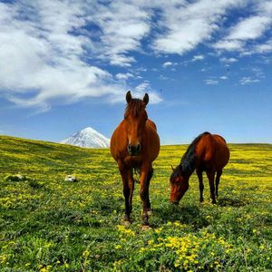 چشم اندازی زیبا از قله کوه پر شکوه دماوند از روستای توریستی الیمستان آمل