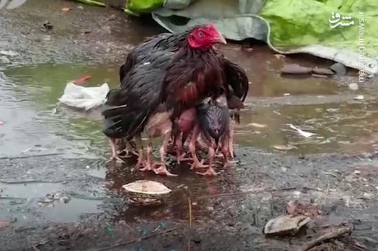 فیلم/ چتر مادرانه مرغ برای جوجه هایش!