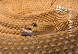 مارهایی که تهران زیستگاه آنان است +عکس