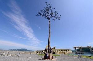 تنها درخت باقی مانده از سونامی ژاپن!