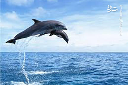 عکس/ وال‌سواری دیدنی یک دلفین
