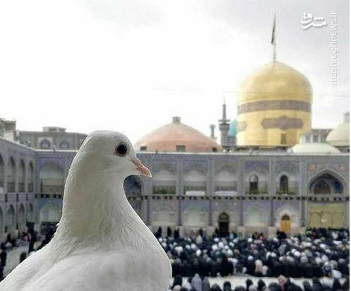 عکس ناب و زیبا از حرم امام رضا(ع)