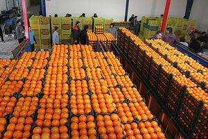ویدئویی جالب از برداشت پرتقال در والنسیا