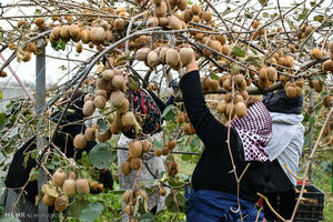 بازار میوه عید آرام خواهد بود/کیوی هزارتومان گران شد