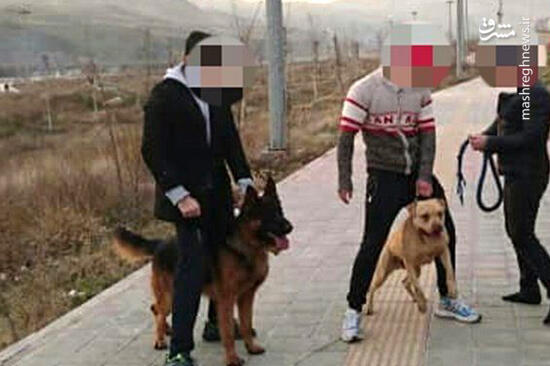 فیلم/ سگ‌های لواسان پاچه آقازاده‌هارو می‌گیرند؟