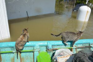 عکس/ نجات حیوانات گرفتار سیل در آق‌قلا