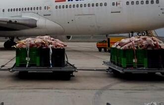 ۹۲ هزار کیلو گوشت گرم وارد کشور شد