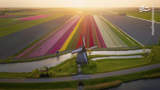 عکس/ مزارع زیبای گل در هلند