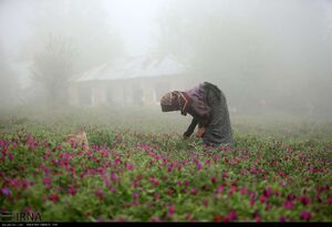 برداشت گل گاوزبان در شرق مازندران