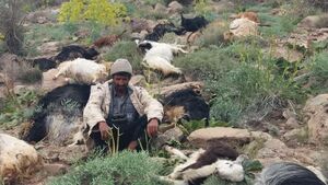 رعد و برق عصر روز دوشنبه در روستای کرم شهر بابک کرمان باعث تلف شدن ۵۳  راس دام شد