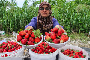 برداشت توت فرنگی در مازندران