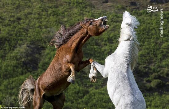 عکس/ درگیری دو اسب وحشی
