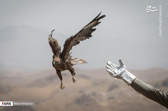 عکس/ رهاسازی ۱۵ گونه جانوری در پارک ملی خجیر
