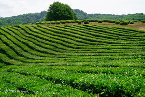 مزارع چای در روسیه