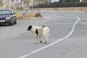 تایید کشتار غیراخلاقی سگ‌ها توسط شهرداری تهران