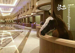 فیلم/ اصطبل فوق لاکچری!