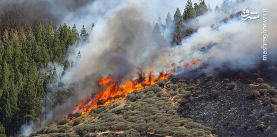 عکس/ آتش‌سوزی جنگلی در جزیره توریستی اسپانیا