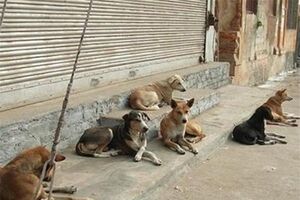 پدیده‌ی «سگ‌کشی» در تهران صحت دارد +عکس