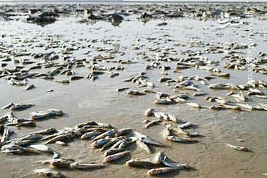 فیلم/ مرگ دردناک ماهی‌ها در تالاب هامون