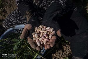 برداشت بادام زمینی در آستانه اشرفیه