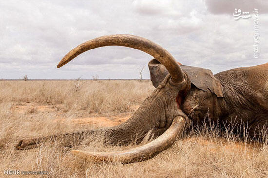 عکس/ مرگ فیل‌ها به علت خشکسالی
