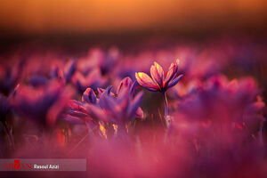 برداشت زعفران در تربت حیدریه ‏