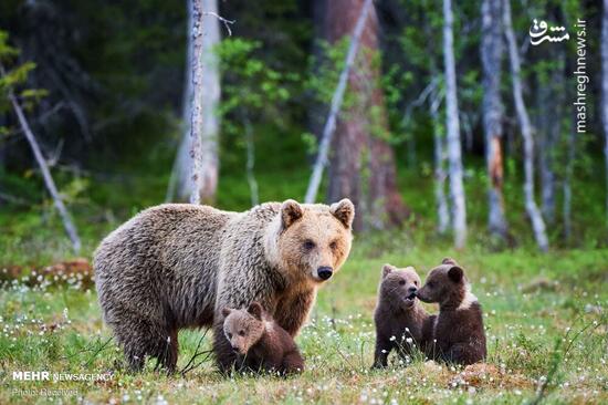 واکنش خرس قهوه‌ای مادر و توله در مواجهه با مَرال +فیلم