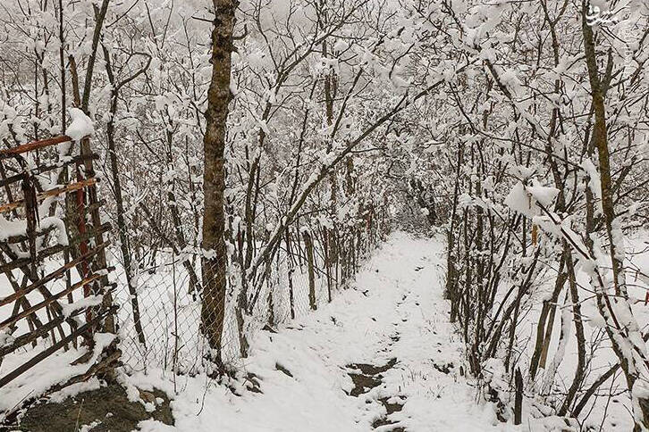 عکس/ رخت سفید زمستان بر تن طبیعت دماوند