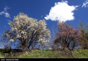 طبیعت بهاری همدان