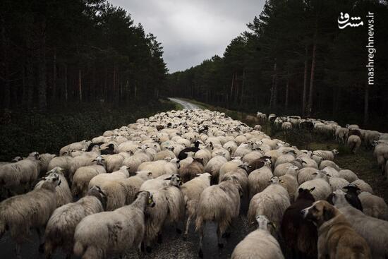 فیلم/ تردد آزادانه گوسفندان در شهر