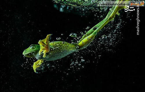 شنای قورباغه‌ای اصل! +عکس