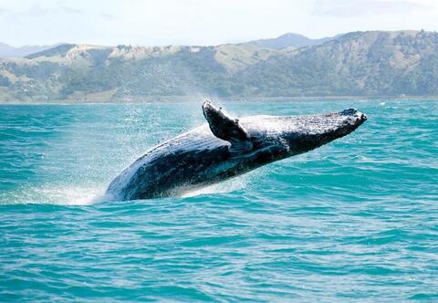 نجات نهنگ در معرض خطر انقراض از خطر مرگ