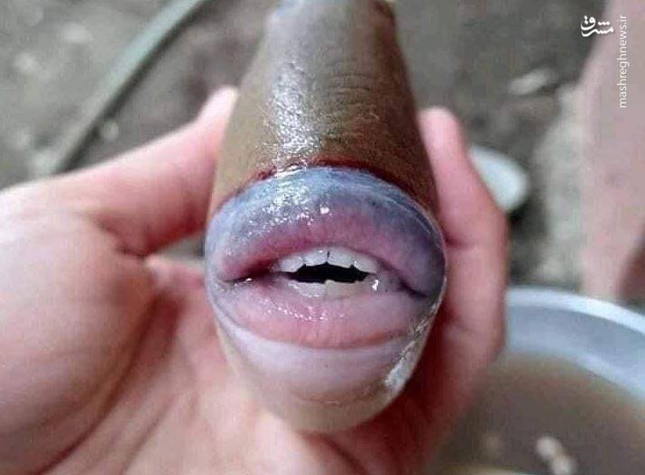 عکس/ ماهی با لب و دندانی شبیه انسان