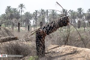 عکس/ قبرستان نخل‌ها