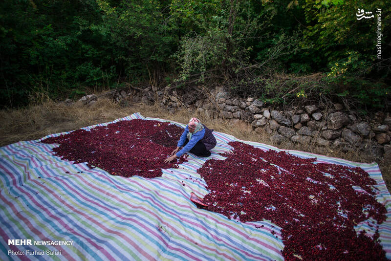 عکس/ پایتخت زغال اخته ایران