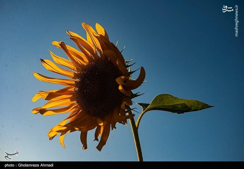 عکس/ مزارع زیبای آفتابگردان در بهشهر