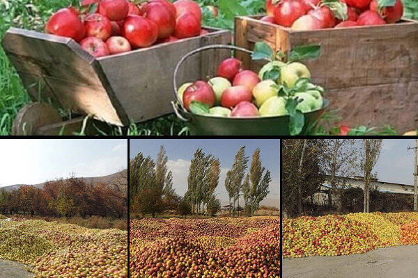 سهم ناچیز ایران از بازار سیب
