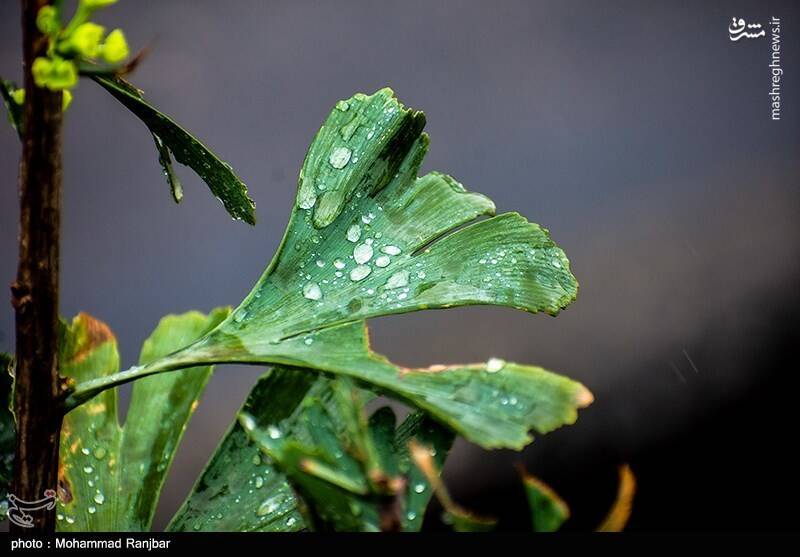 عکس/ باران پاییزی در گیلان