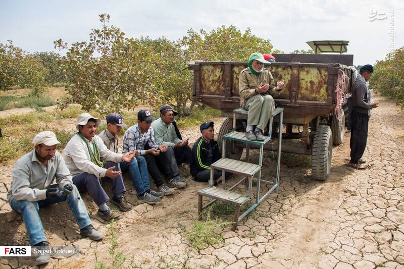  پسته ورامین