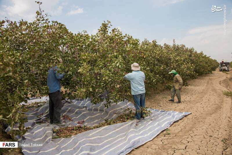  پسته ورامین